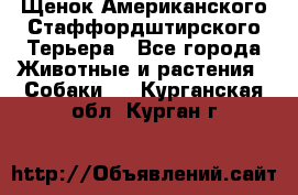 Щенок Американского Стаффордштирского Терьера - Все города Животные и растения » Собаки   . Курганская обл.,Курган г.